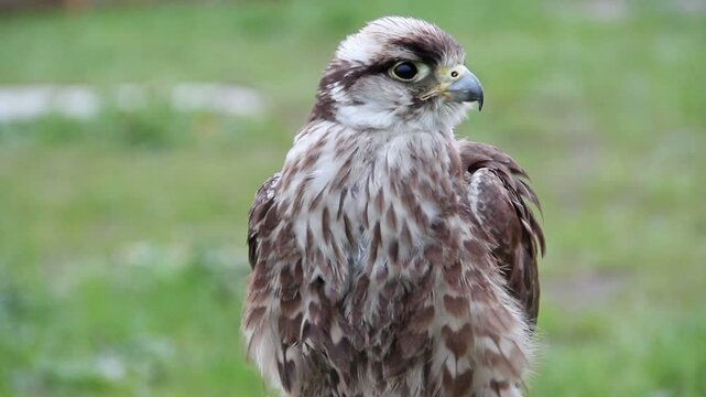 Saker falcon. Falco cherrug. Bird of prey