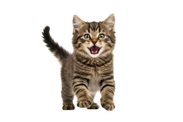 Isolated young tabby kitten standing with mouth open looking forward