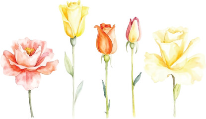 Obraz premium Watercolor Painting of Five Roses in Various Stages of Bloom and Colors