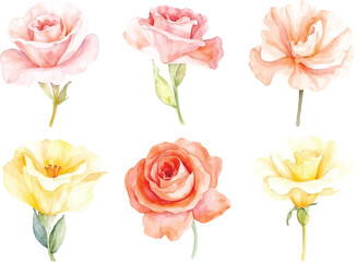 Obraz premium Collection of Six Delicate Watercolor Roses in Pastel Shades of Pink and Yellow