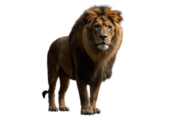 Obraz premium Male lion standing looking forward isolated on transparent