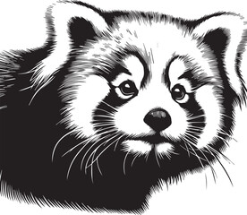 Red Panda Vector Illustration in Black & White – High-Quality Line Art Design