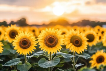 Obraz premium Vibrant Field of Sunflowers Bathed in Warm Golden Light at Sunset Creating a Breathtaking and Tranquil Scene in Nature's Evening Embrace