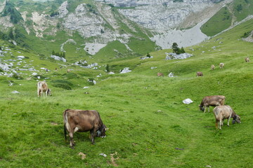cows in the mountains