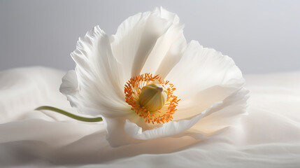 Obraz premium Elegant white poppy flower with vibrant orange center, softly illuminated on a silky background