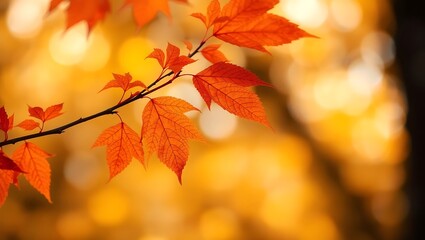 Obraz premium Vibrant Autumn Maple Leaves in Warm Bokeh Light – Seasonal Nature Close-Up