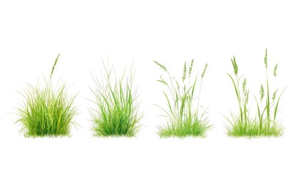 Fototapeta premium Collection of Four Lush Green Grass Tufts Isolated on White Background