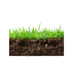 Lush Green Grass and Rich Soil Texture - Nature Background