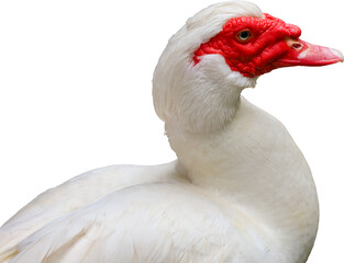 muscovy duck, duck, beak, waterfowl, feather, domestic, farm, bird, white, agriculture, fowl, wild, poultry, wings, wildlife, feathers, animal, nature, water, grass, birds, animals, neck, head, green,