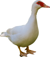 muscovy duck, duck, beak, waterfowl, feather, domestic, farm, bird, white, agriculture, fowl, wild, poultry, wings, wildlife, feathers, animal, nature, water, grass, birds, animals, neck, head, green,