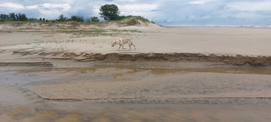 a dog on the beach in the morning