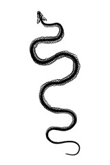 Skeletal system of animals. Snake bone structure isolated on a white background. 
