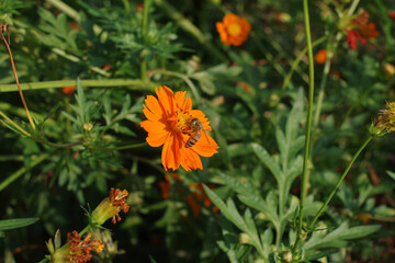 コスモスとミツバチ