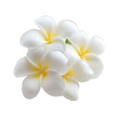 Naklejka premium Beautiful white frangipani flowers isolated on a clean background showcasing delicate petals and vibrant colors, Image frangipani tree with beautiful leaves and red flowers isolated on PNG background