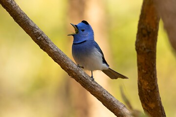 Hypothymis azurea, also known as the Black-naped Monarch, perched in Madhya Pradesh, India.