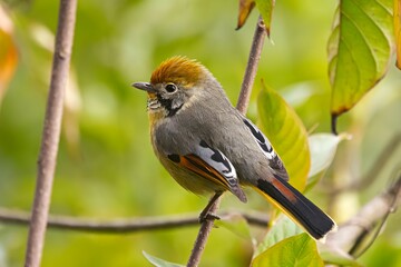 A Bar-throated Minla (Minla strigula), also known as a Chestnut-tailed Minla, observed in its natural habitat at Pangolakha Wildlife Sanctuary, Sikkim, India.