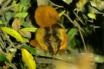 An image of the Bhutan Giant Flying Squirrel (Petaurista nobilis), captured in its natural habitat at Pangolakha Wildlife Sanctuary, Sikkim, India.