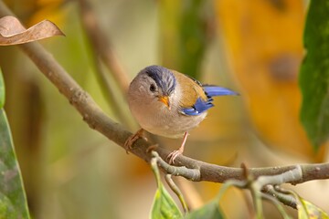 The blue-winged Minla (Actinodura cyanouroptera) photographed in its natural habitat in Sikkim, India.