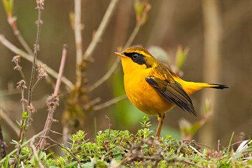 Expertly captured photograph of the Golden Bush Robin (Tarsiger chrysaeus), perched amidst the lush greenery in the serene mountains of Sikkim, India.