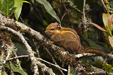 Captured image of a Himalayan Striped Squirrel (Tamiops mcclellandii) in its natural habitat in Sikkim, India.