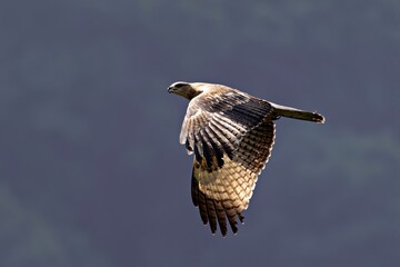 Pernis ptilorhynchus, commonly known as the Oriental Honey Buzzard, captured in its natural habitat in Sikkim, India.