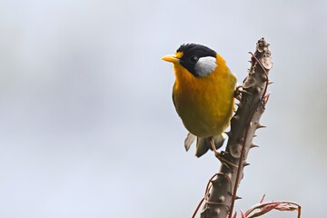 Captivating portrait of a Silver-eared Mesia (Leiothrix argentauris), nestled within the dense foliage of Pangolakha Wildlife Sanctuary in Sikkim, India.