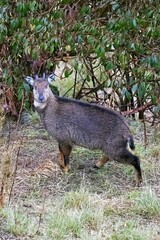 A herd of Himalayan brown goral (Nemorhaedus goral) captured in their natural habitat in Zuluk, Sikkim, India.