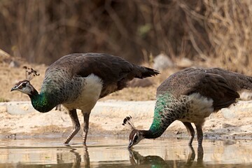 A vibrant Indian Peafowl (Pavo cristatus), photographed in its natural habitat in Karnataka, India.