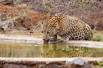 Obraz premium A portrait of a male Indian Leopard (Panthera pardus fusca) located in Jhalana, Rajasthan, India.
