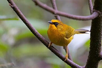 The Golden Babbler (Cyanoderma chrysaeum) spotted in Pangolakha Wildlife Sanctuary, Sikkim, India.