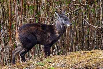 A Moschus leucogaster, commonly known as the Himalayan Musk Deer, captured within the pristine Pangolakha Wildlife Sanctuary in Sikkim, India.