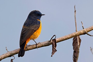A male Blue-fronted Redstart (Phoenicurus frontalis) at Pangolakha Wildlife Sanctuary, Sikkim, India.