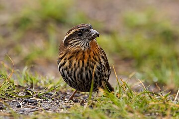 A shot of the Golden-naped Finch, scientifically known as Pyrrhoplectes epauletta, captured in its natural habitat in Sikkim, India.