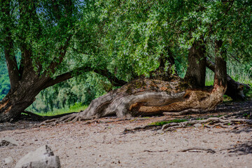 Large tree with sprawling roots in a lush green park showcasing nature in full bloom during daylight