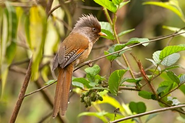 A Gray-sided Laughingthrush (Pterorhinus caerulatus) captured in its natural habitat, Sikkim, India.