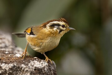 A captured image of the Hoary-throated Barwing (Actinodura nipalensis) in its natural habitat, Sikkim, India.