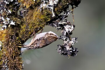 An image of the Golden Babbler, scientifically known as Cyanoderma chrysaeum, clicked in its...