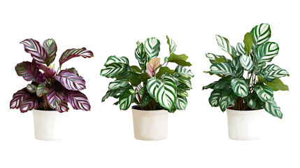 Fototapeta premium Three potted Calathea plants showcase nature s artistry vibrant foliage with unique leaf on transparent background