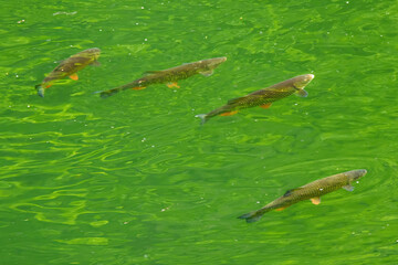 Fototapeta premium Wild salmons in the mountain river in Pieniny, Poland.