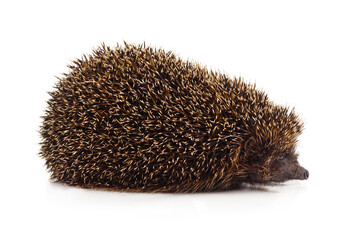 One hedgehog isolated.