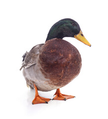 One large wild duck.