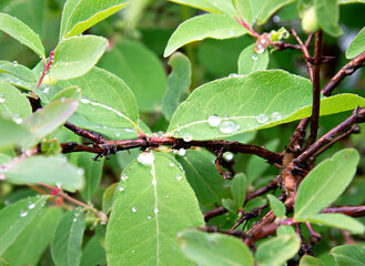 Spring honeysuckle leaves with water droplets close-up