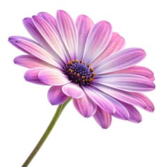 pink daisy isolated on white background