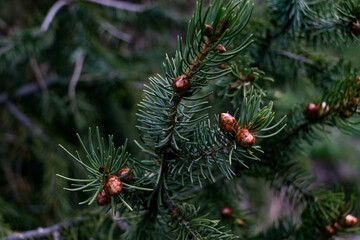 The image illustrates young cones, just beginning to form