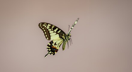 Butterfly in Flight