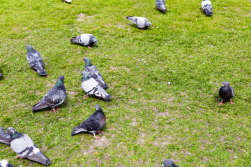 Pigeons feeding on green grass in a city park during a sunny afternoon