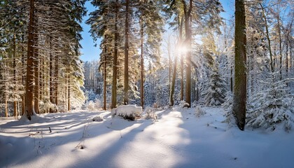 panoramic winter forest landscape with sunlight bright and serene nature scene in snowy woods