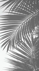 Palm Leaf Shadow Abstract Art