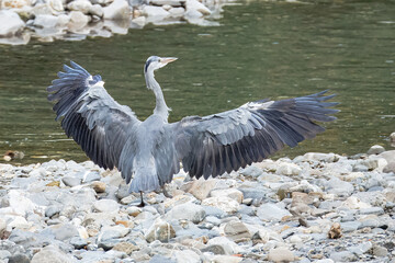 Airone Cenerino in volo