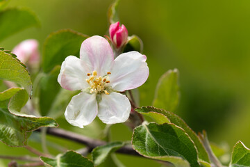 Obraz premium Fruit berry tree flower buds from close range